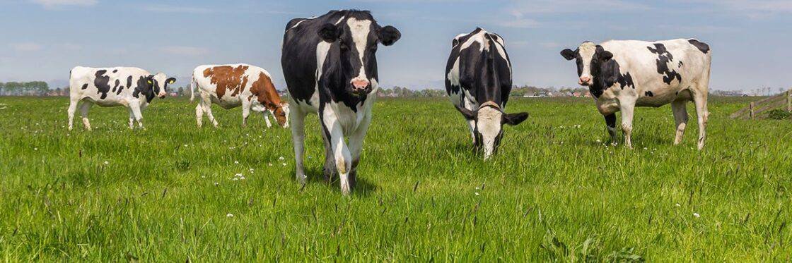 Cows