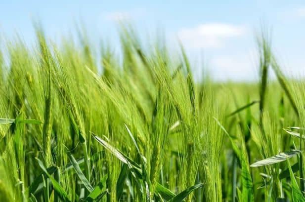 Barley in a field