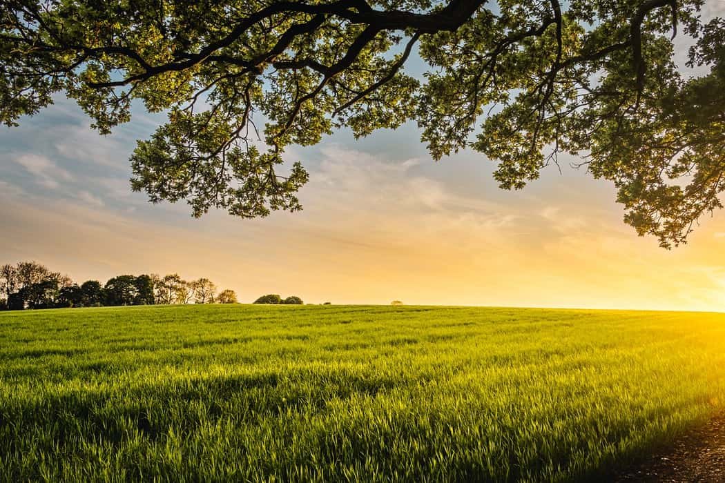 Grass lands, fields