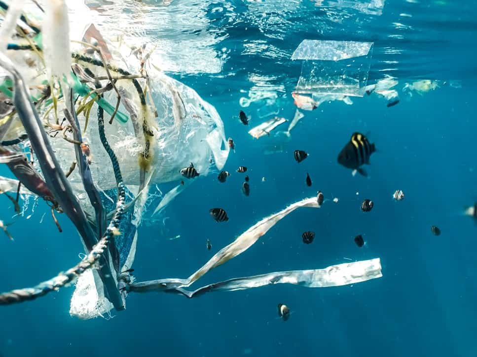Plastic pollution, ocean, fish