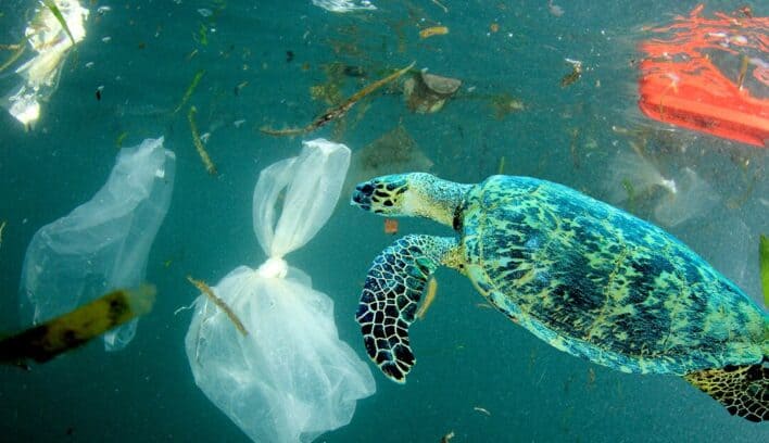 Turtle, plastic pollution, ocean