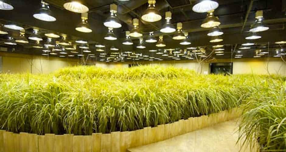 Urban Farm