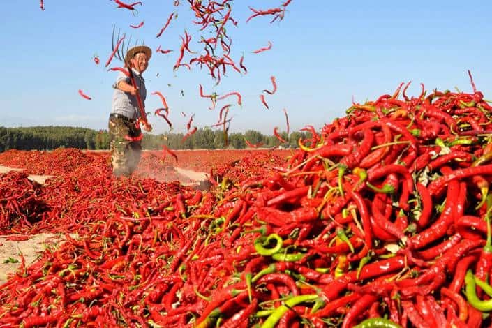 Chillies Farming