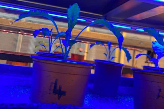 Vertical farming, lighting