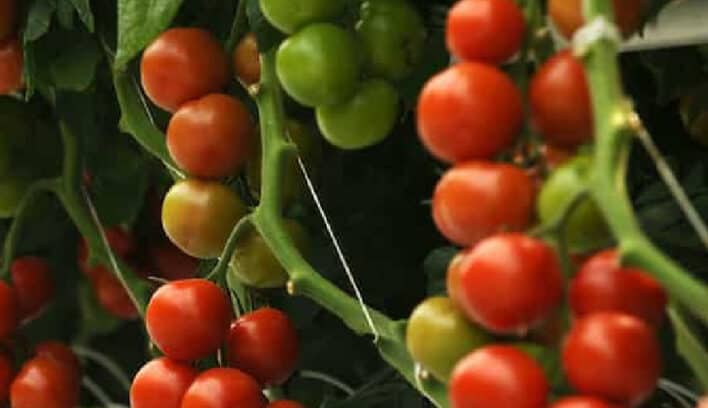 aeroponics, tomatoes