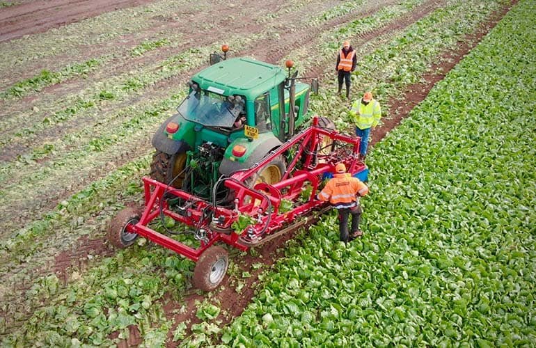 How machine vision helps automate lettuce harvesting Agritech Future