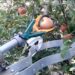 Robot fruit pickers could be deployed to stop Britons going hungry
