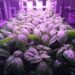 OneFarm unveils plans for its first UK vertical farm installation