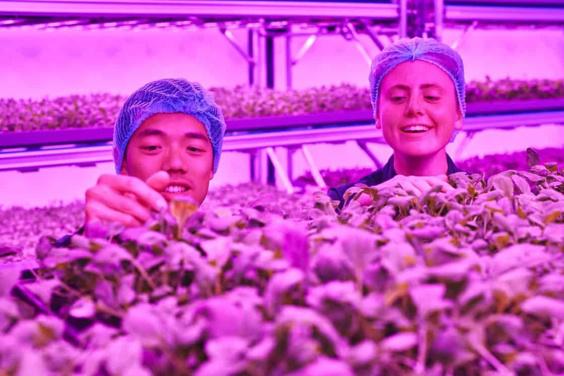 Could vertical farms be the answer to ending soft fruit and herb