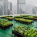 New Study Reveals How Crucial Urban Farming Is To Food Security