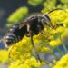 York firm wins euro funds for mason bee as commercial pollinator alternative to honeybee