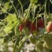 UK-based FruitCast raises €3.2M to enhance soft fruit farming with AI-backed data analytics