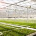 Plant-powered innovations: UK researchers boost B12 in pea shoots using aeroponics