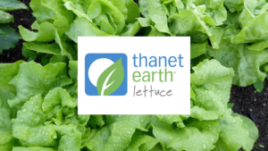 Thanet Earth Lettuce